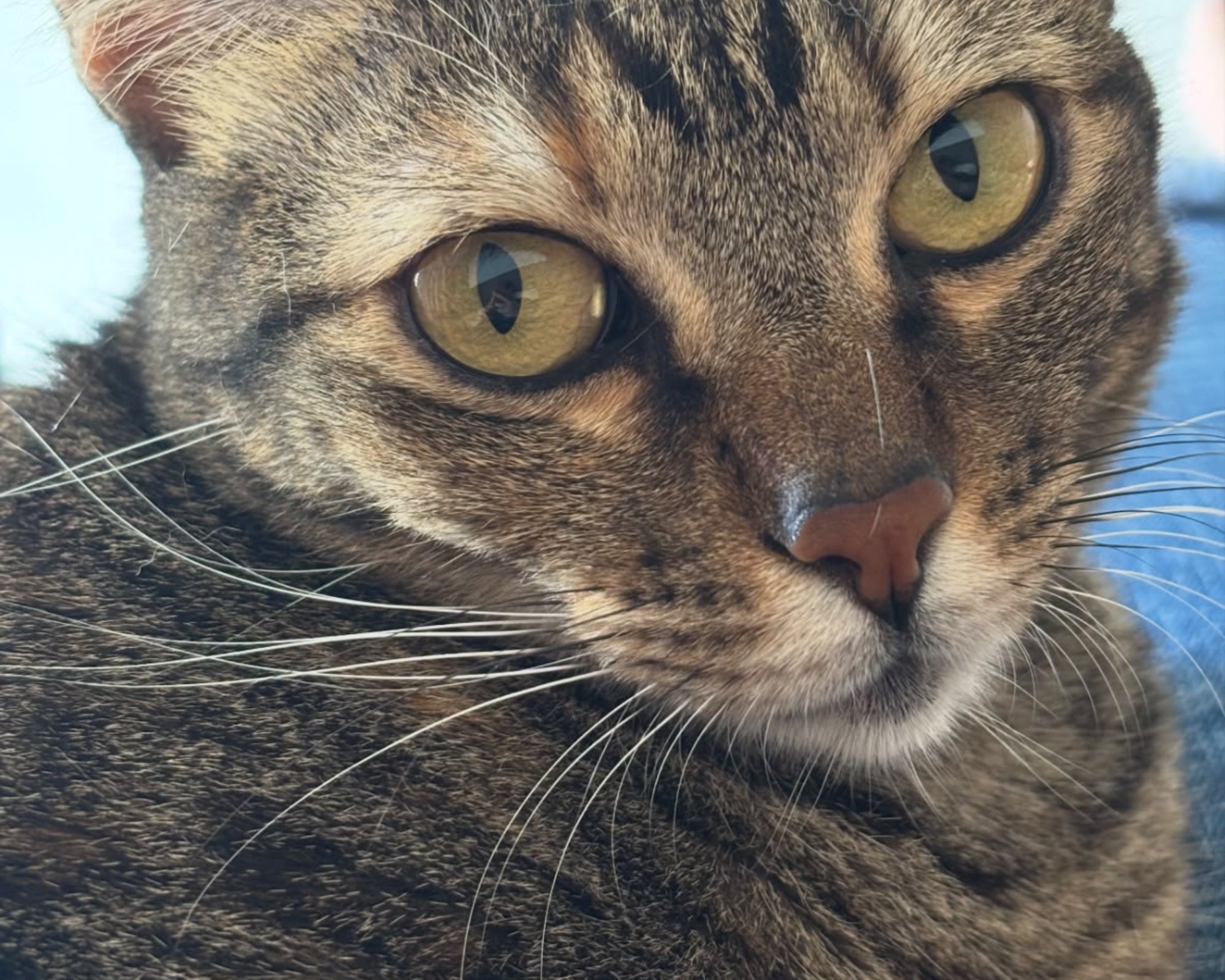 Foto de Curisca