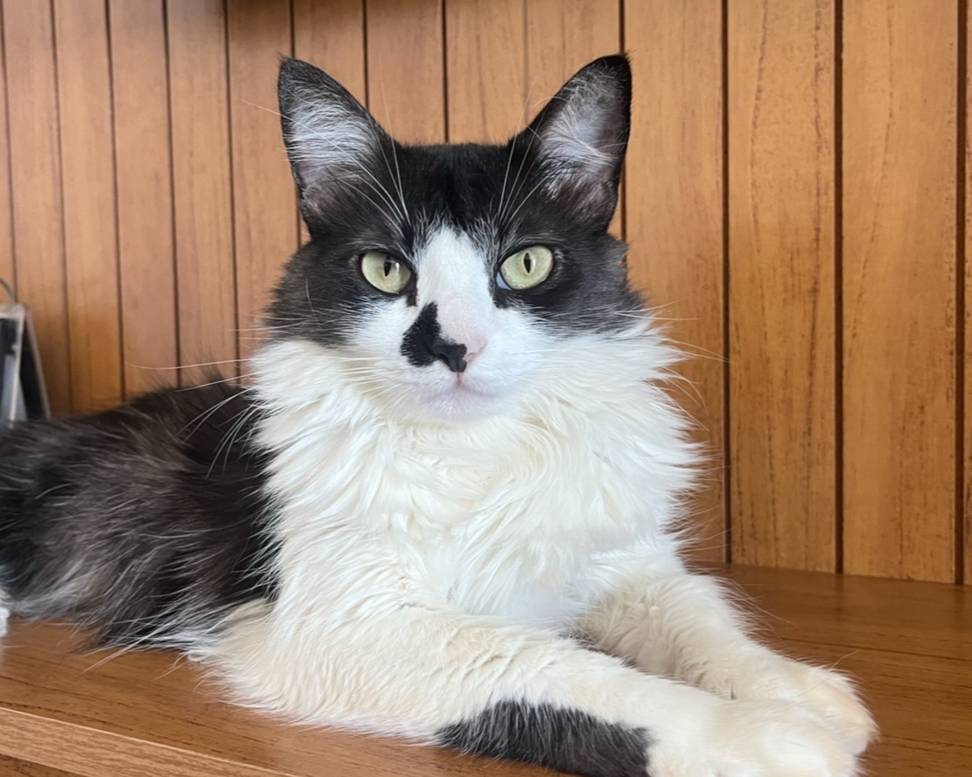 Foto de Gatinha