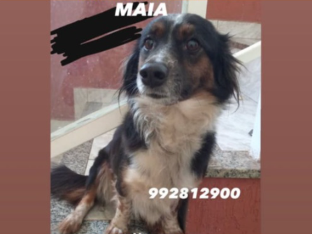 Foto de Maia