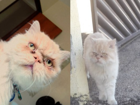 Foto de Boris