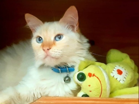 Foto de Titi