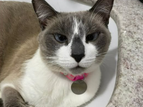 Foto de IVY