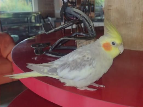 Foto de Pitico