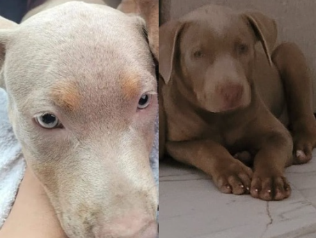 Foto de Nala