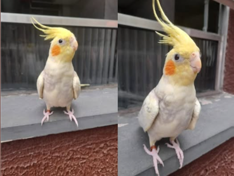 Foto de Pitoco
