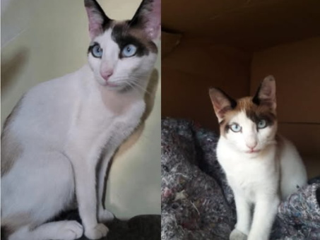 Foto de Floquinho