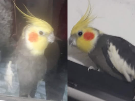 Foto de Sam