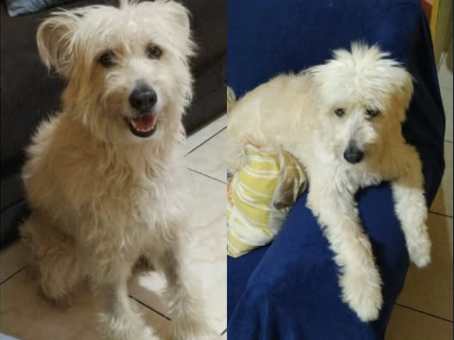 Foto de Lobinha