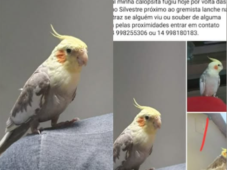 Foto de CHICO