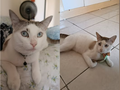 Foto de Chupisca