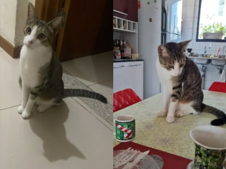 Foto de MINI