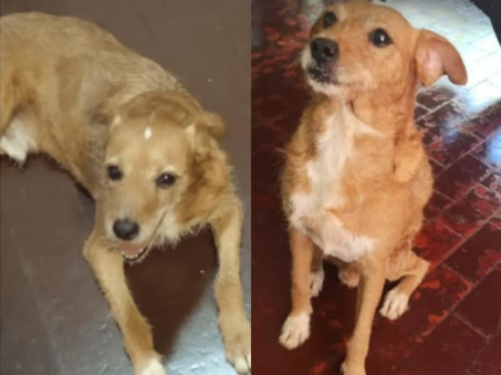 Foto de Pingo