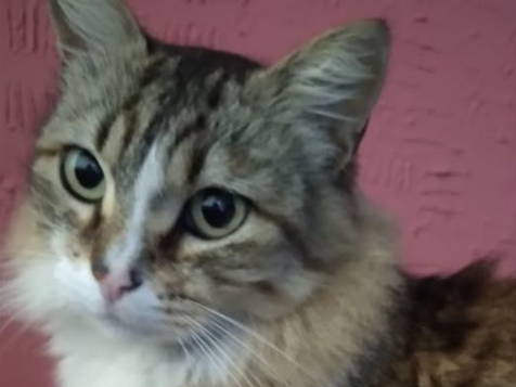 Foto de SIMBA