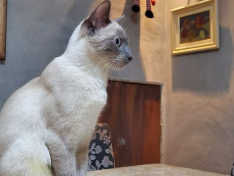 Foto de MAYA