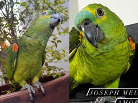 Foto de Joseph