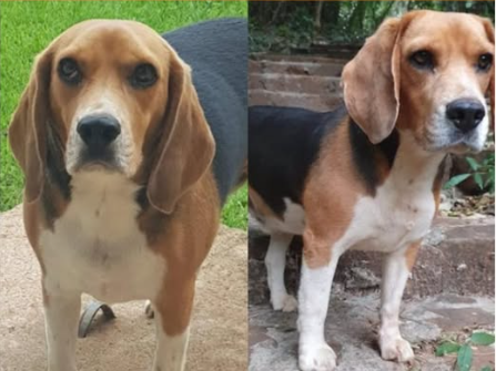 Foto de PINGO
