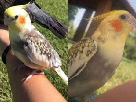 Foto de Kiwi