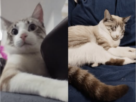 Foto de Ice