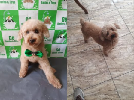 Foto de Dobby