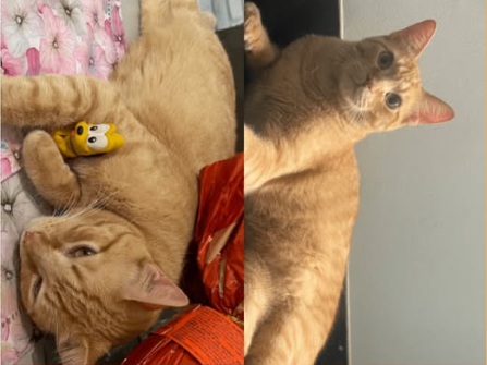 Foto de Miu