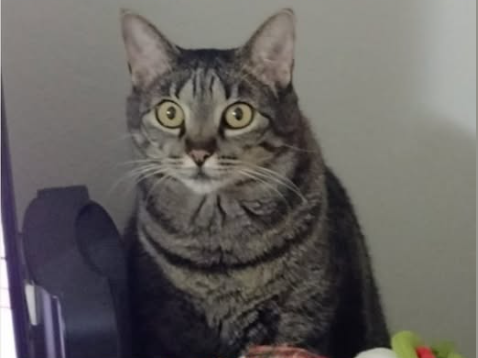 Foto de Gigi