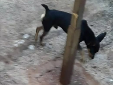 Foto de Dodo