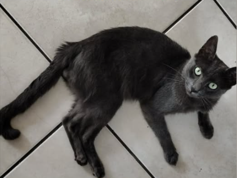 Foto de Chumbinho