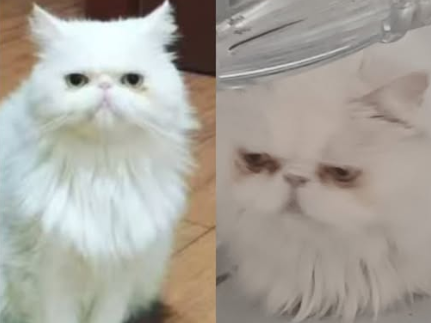 Foto de Chanel