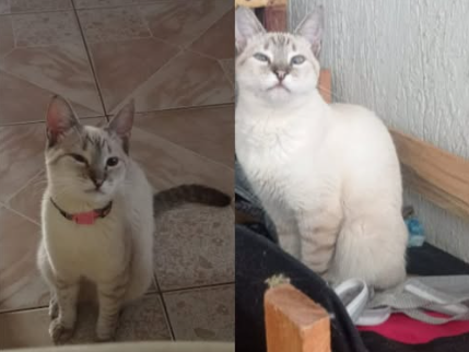 Foto de Flor