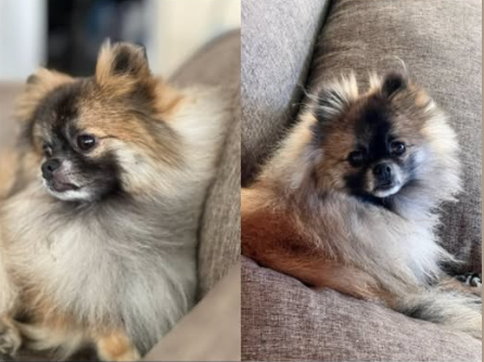 Foto de Thor