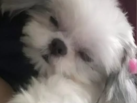 Foto de Mel