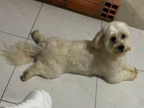 Foto de Thor