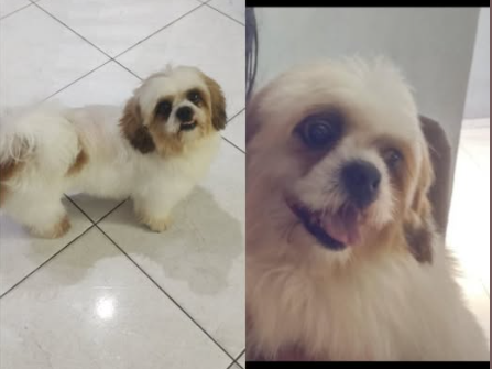 Foto de Jake