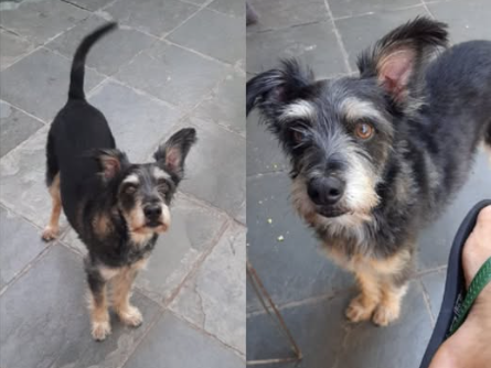 Foto de Boris