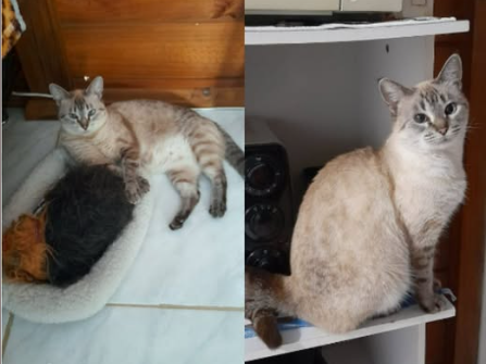 Foto de Estrela