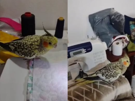 Foto de Gin