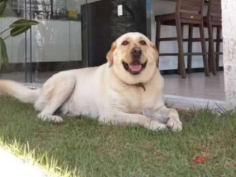 Foto de Caramelo