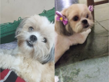 Foto de Docinho