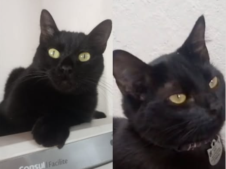 Foto de Pantera