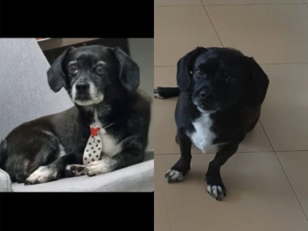 Foto de Pitico