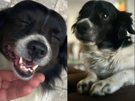 Foto de Biscoito