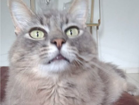 Foto de Chico