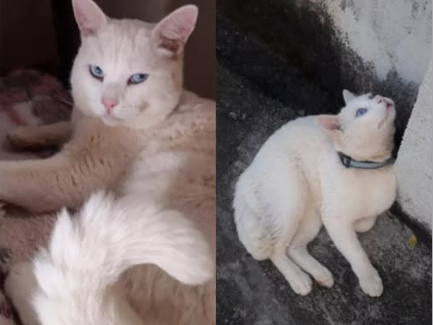 Foto de Belinho