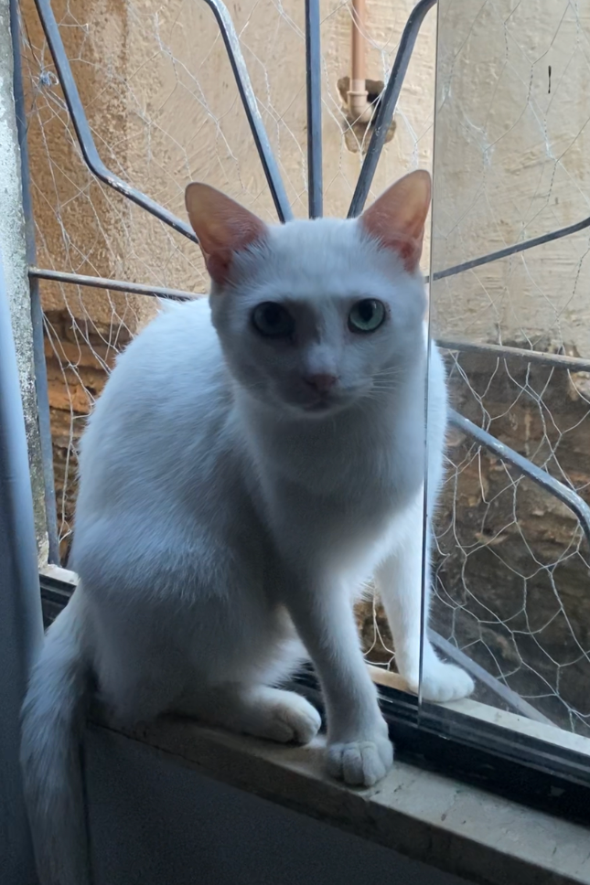 Foto de Chico