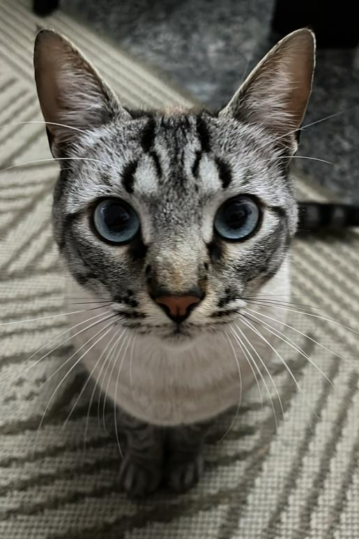 Foto de Panther