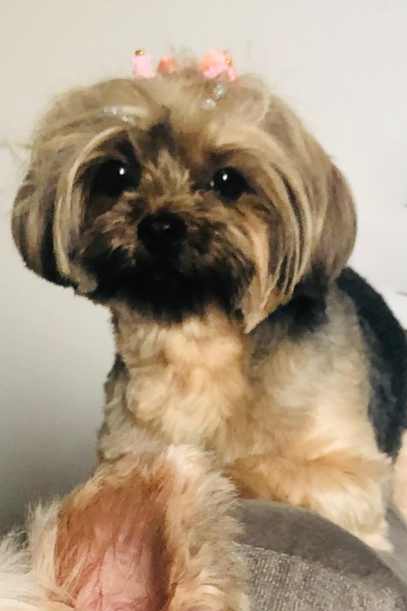 Foto de Pitanga