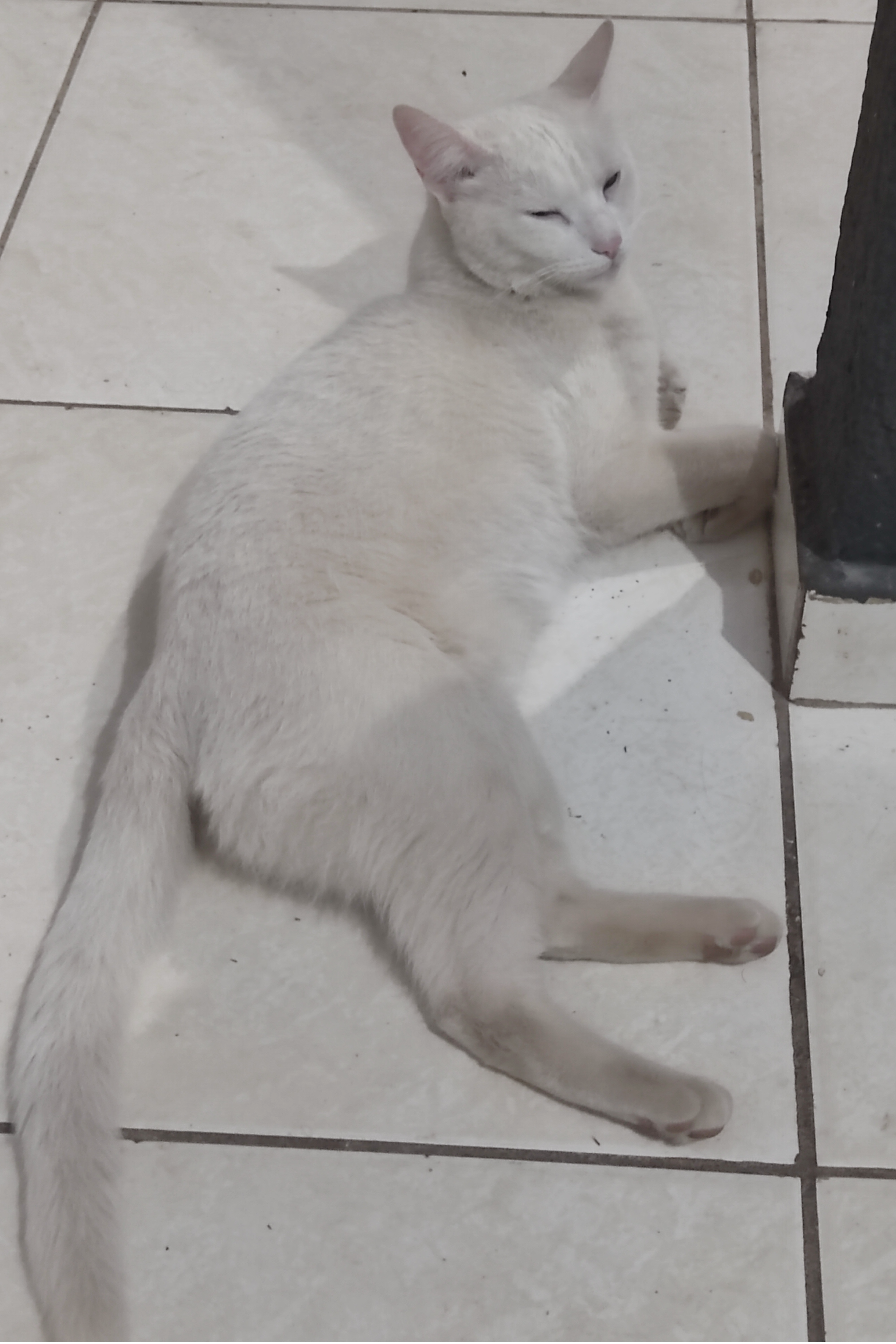 Foto de Flok