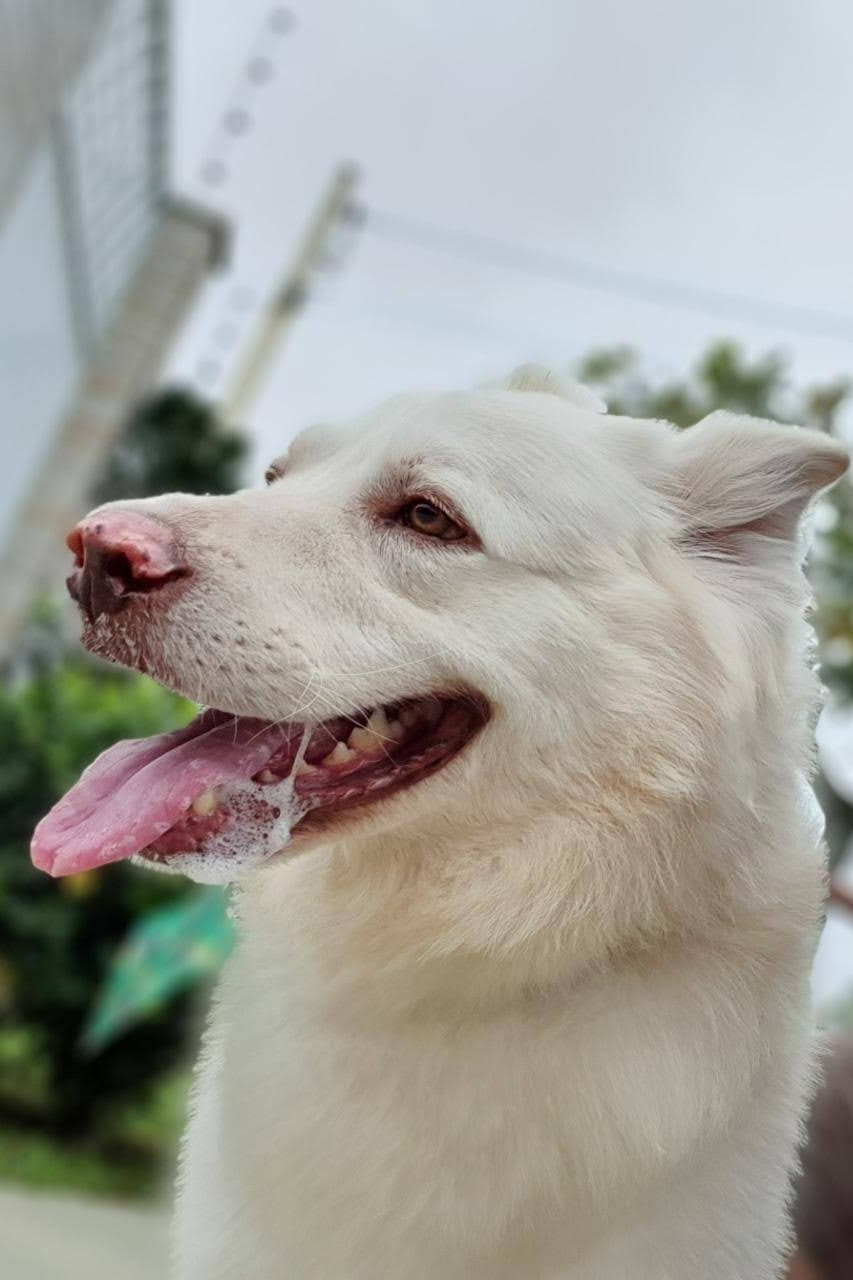 Foto de Thor