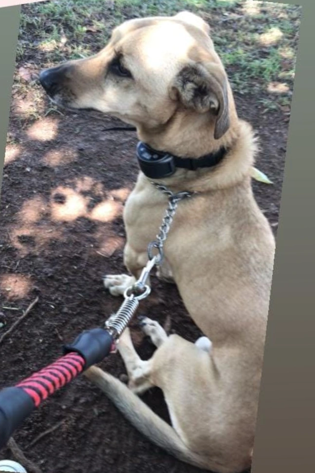 Foto de Sucrilhos