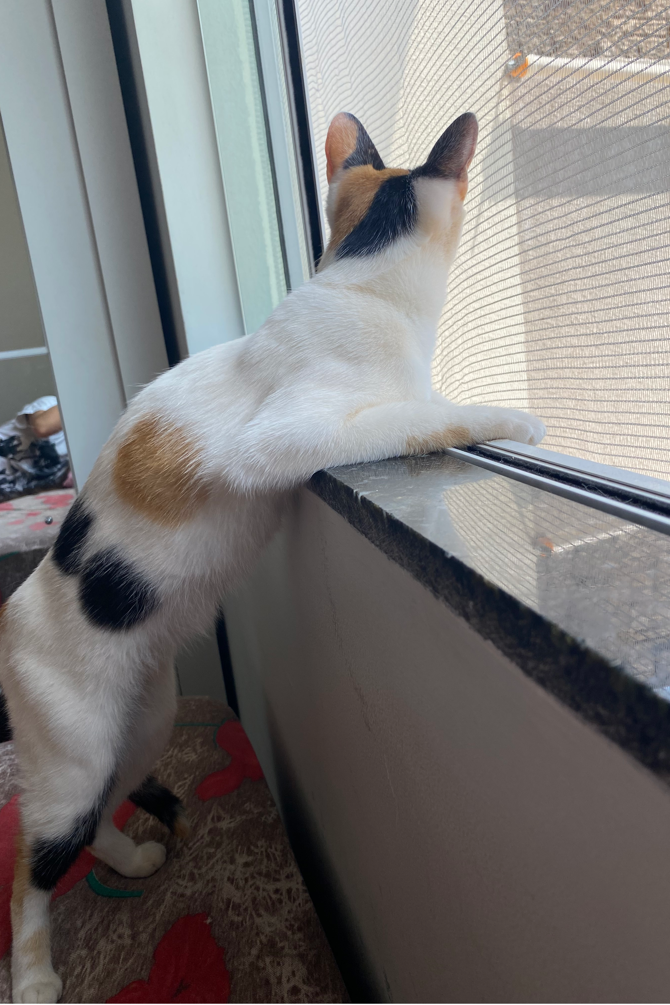 Foto de Maya